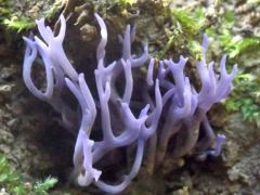 Lila korallgomba, Ramariopsis pulchella