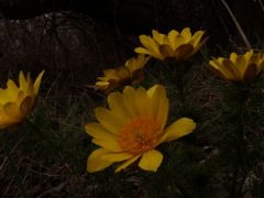Tavaszi hérics, Adonis vernalis (védett)