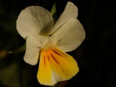 Mezei árvácska, Viola arvensis