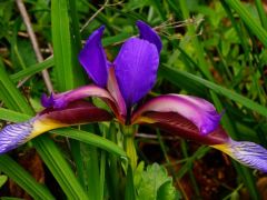 Pázsitos nőszirom, Iris graminean (védett)