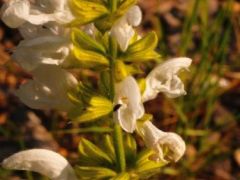 Mezei zsálya (albinó), Salvia prantensis