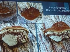 Régen keresik nálunk is, de hiányzik a megfelelő fapartner