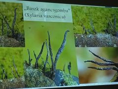 Vajon hányféle agancsgomba kerül még elő?
