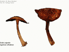 Agaricus silvaticus - Erdei csiperke
