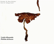 Pholiota destruens - Nyárfa tőkegomba