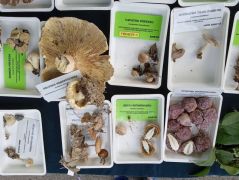 A gombák fajonként tálcákon, információs cédulákkal