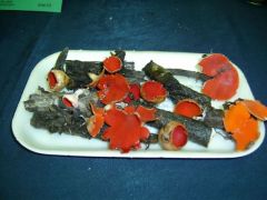 Piros csészegombák