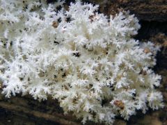 Petrezselyemgomba, Hericium coralloides