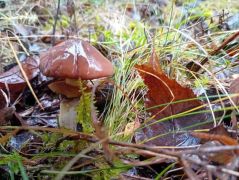 2025.11.09 - Egyesületi túra Meszes, Rakacaszend felé