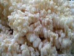 2011.10.22 - Hericium coralloides - Közönséges petrezselyemgomba - Bükk, Forrás-völgy
