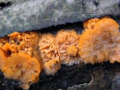 2011.12.11 - Phlebia radiata - Narancssárga redősgomba - Bükk, Forrás-völgy