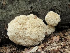 2012.09.23 - Hericium coralloides - Közönséges petrezselyemgomba - Bükk, Jávorkút