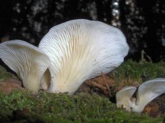 2012.09.29 - Hohenbuehelia auriscalpium - Pihés állaskagomba* - Márokpapi, Tarpai-erdő