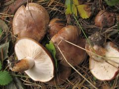 2013.10.10 - Tricholoma pessundatum - Foltos pereszke - Cserehát, Zubogy