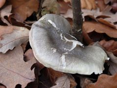 2013.11.16 - Tricholoma saponaceum - Szappanszagú pereszke - Kelemér, Mohos
