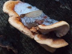 2013.12.08 - Ischnoderma resinosum - Gyantás kérgestapló - Budakeszi