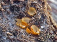 2014.04.12 - Arachnopeziza aurelia - Aranysörtés csészegombácska* - Kelemér, Mohos körüli erdő