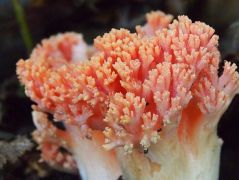 2014.05.28 - Ramaria subbotrytis - Lazacszínű korallgomba - Kelemér, Mohos körüli erdő