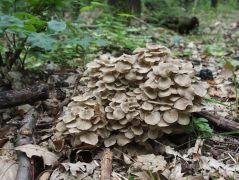 2014.07.24 - Polyporus umbellatus - Tüskegomba - Kelemér, Mohos körüli erdő