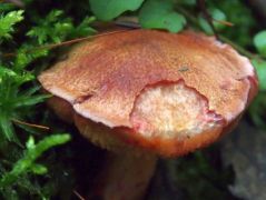 2014.07.31 - Rubinoboletus rubinus - Málnavörös tinóru - Kelemér, Mohos körüli erdő