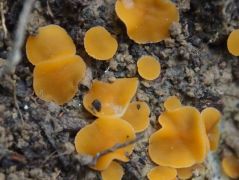 2014.08.05 - Aleuria cestrica - Narancssárda csoportos csészegombácska - Kelemér, Mohos körüli erdő