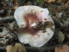 2014.09.28 - Hygrophorus russula - Vörösfoltos csigagomba - Kelemér, Mohos körüli erdő