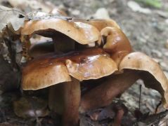 2014.09.28 - Tricholoma ustale - Szenesedő pereszke - Kelemér, Mohos körüli erdő