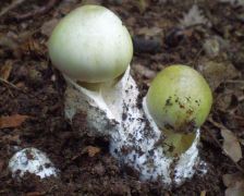 Amanita phalloides (Gyilkos galóca)