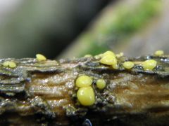 Vibrissea  leptospora (Sárga félgömbgomba)