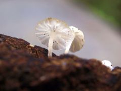 Delicatula integrella (Ráncoslemezű kígyógombácska)