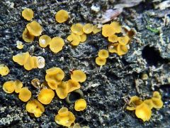 Orbilia delicatula (Aranysárga koronggombácska)