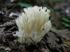 Clavulina coralloides (Fésűs korallgomba)