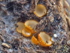 Arachnopeziza aurelia (Aranysörtés pókhálós-csészegombácska*)