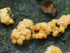 Pezicula aurantiaca (Narancsszínű kéregfekély-gombácska*)