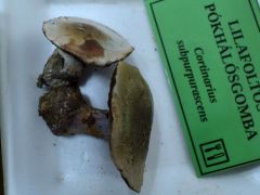 Cortinarius subpurpurascens (Lilafoltos pókhálósgomba)