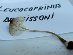 Leucocoprinus brebissonii (Sötétközepű bordásőzlábgomba*)