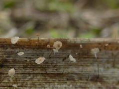 Közönséges nád (Phragmites australis) elhalt levelén
