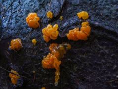 Dacrymyces chrysospermus (Narancssárga gümőgomba)