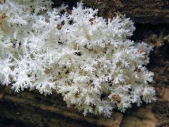 Hericium coralloides (Közönséges petrezselyemgomba)