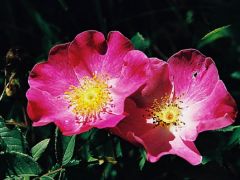 Parlagi rózsa