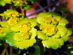 Aranyos veselke, Chrysosplenium alternifolium