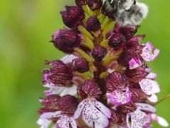 Bíboros kosbor, Orchis purpurea (védett)
