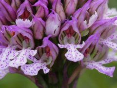 Tarka kosbor, Orchis tridentata (védett)