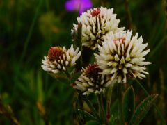 Fehér here, Trifolium repens