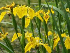 Sárga nőszirom, Iris pseudacorus