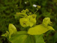 Őzsaláta, Smyrnium perfoliatum