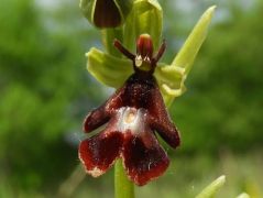 Légybangó, Ophrys insectifera (fokozottan védett)