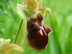 Pókbangó, Ophrys sphegodes (fokozttan védett)