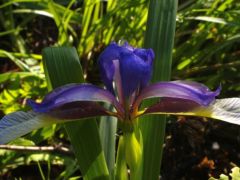 Pázsitos nőszirom, Iris graminea (védett)