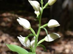 Fehér madársisak, Cephalanthera damasonium (védett)